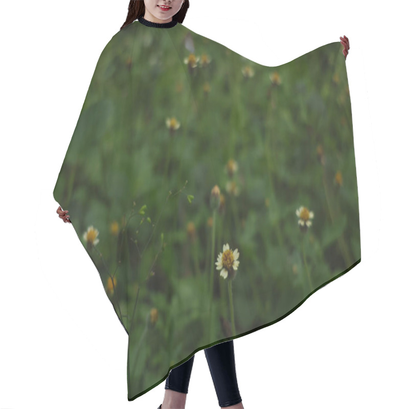 Personality  Close-up Of The Background Of Daisies On A Green Field Of Grass. Flower Backgrounds. Hair Cutting Cape