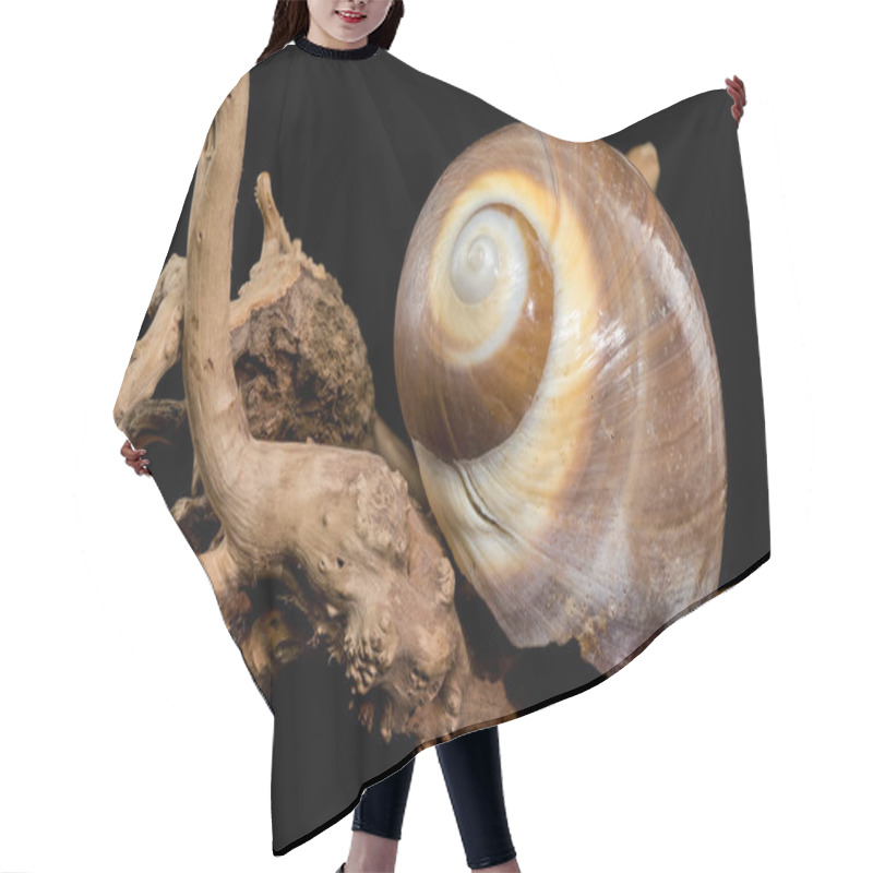 Personality  A Polished Brown Moon Snail Shell With Subtle Cream And White Spirals, Resting Elegantly On Textured Driftwood Against A Stark Black Background, Showcasing Its Natural Beauty And Smooth Finish Hair Cutting Cape