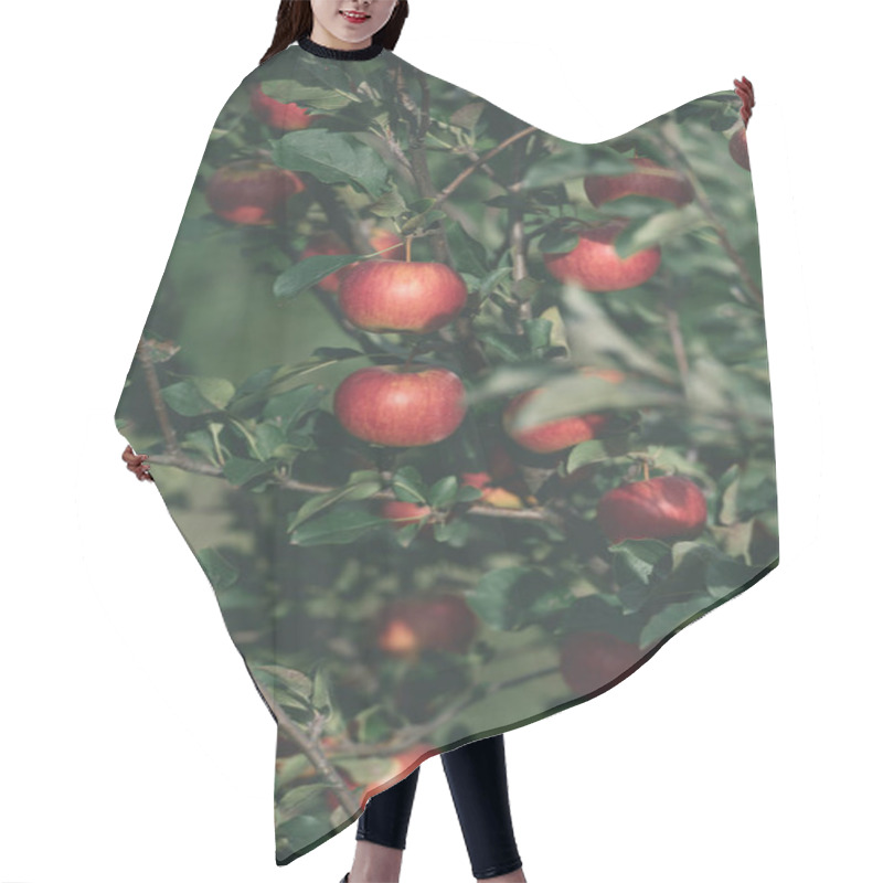 Personality  Tasty Ripe Red Apples On Tree Branches In Garden Hair Cutting Cape