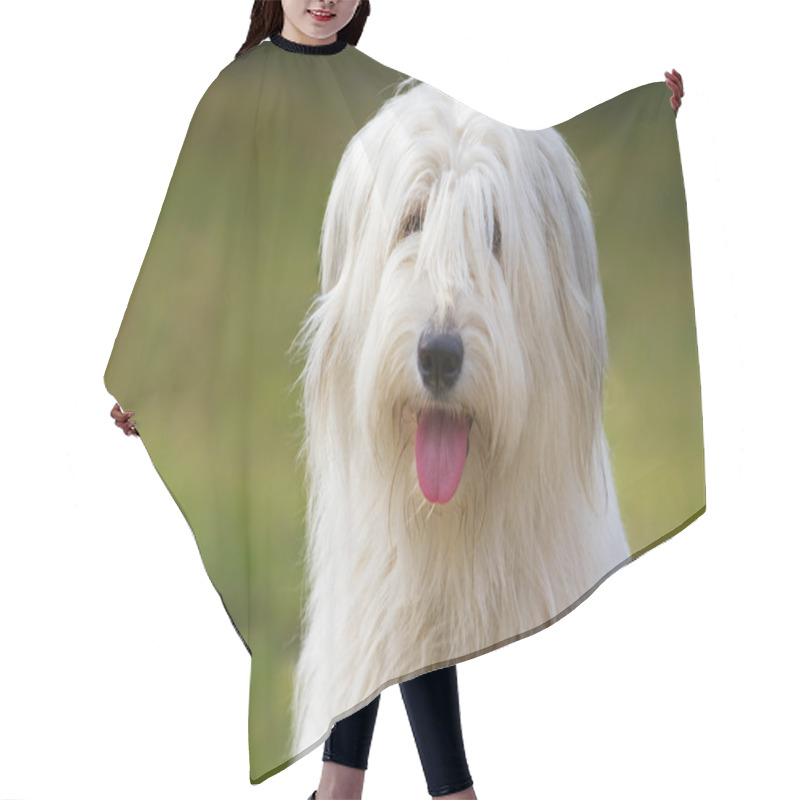 Personality  South Russian Sheep Dog Hair Cutting Cape