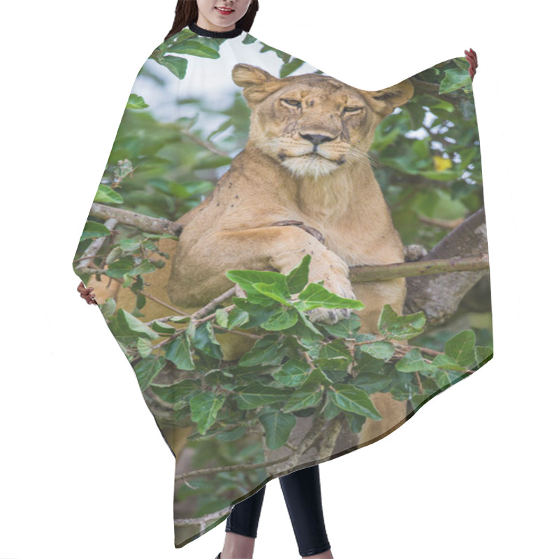 Personality  Lioness Lying On Big Tree Hair Cutting Cape