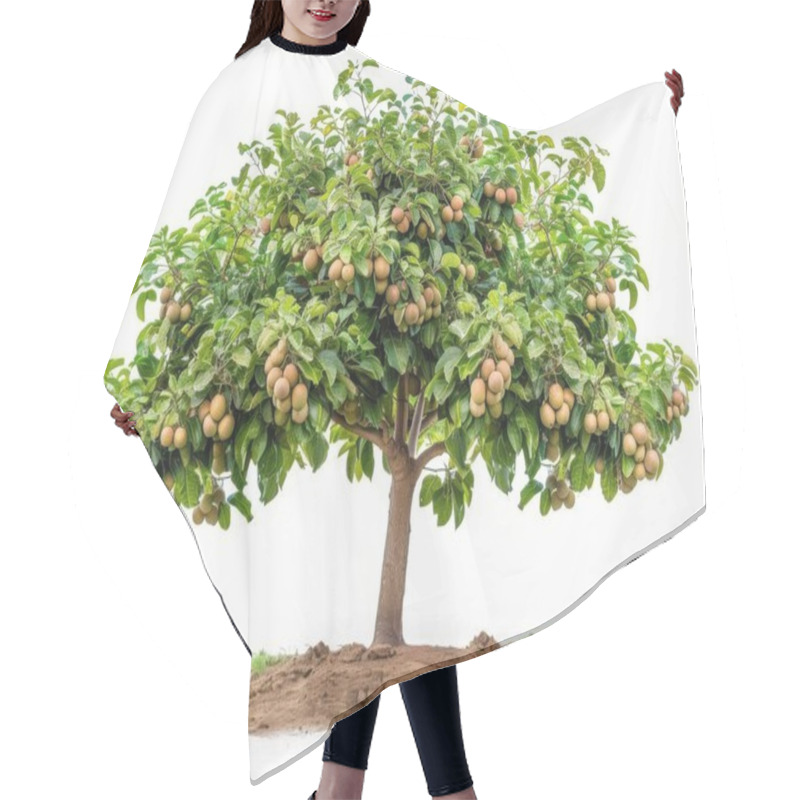 Personality  A Lush Tree Laden With Ripe Loquats, Showcasing A Vibrant Green Canopy And Abundant Fruit Against A Clean, White Background. Hair Cutting Cape