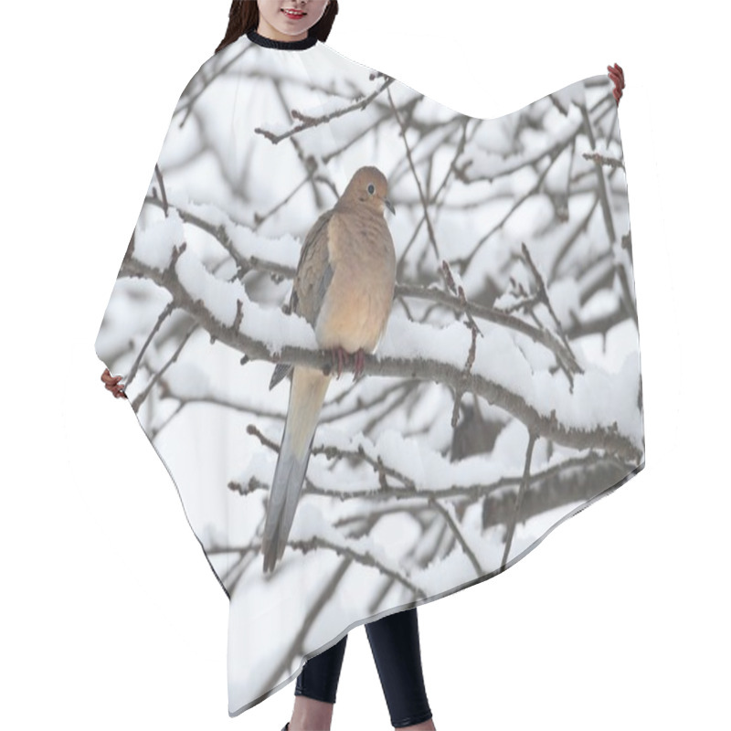 Personality  Sleeping Mourning Dove In Snow Hair Cutting Cape