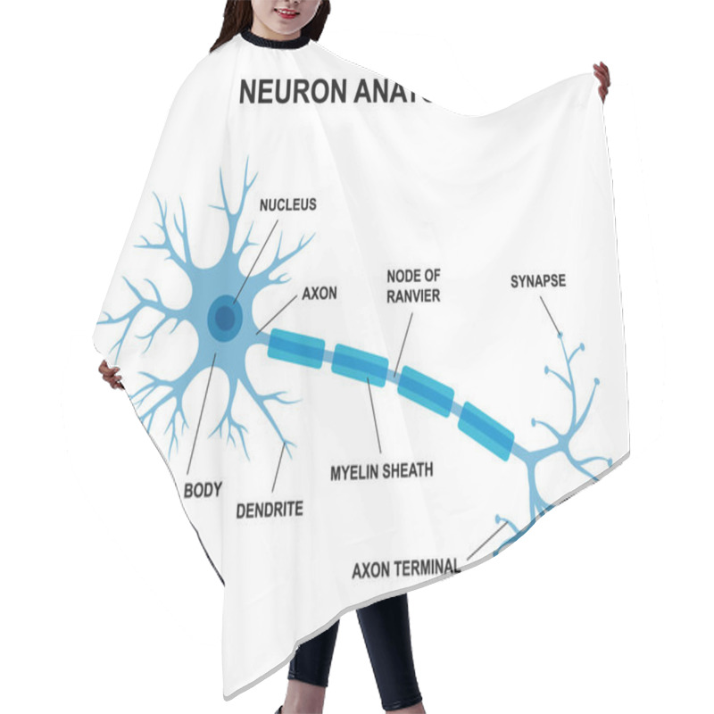 Personality  Vector Infographic Of Neuron Anatomy. Medical Chart Human Neuron Structure Illustration. Synapses, Myelin Sheat, Cell Body, Nucleus, Axon And Dendrites Scheme. Anatomy Of Nerve Cell Diagram Hair Cutting Cape