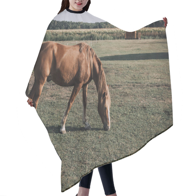 Personality  Scenic View Of Beautiful Brown Horse Grazing On Meadow In Countryside Hair Cutting Cape