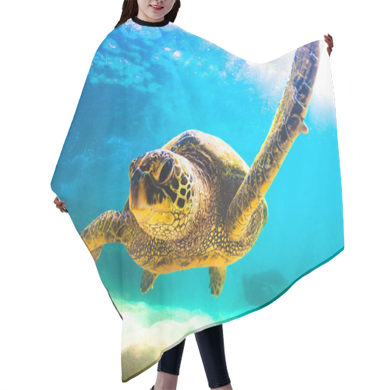 Personality  Hawaiian Green Sea Turtle Cruising In The Warm Waters Of The Pacific Ocean In Hawaii Hair Cutting Cape