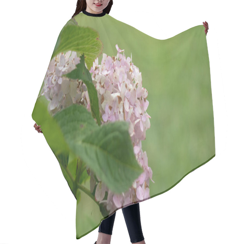 Personality  A Closeup Shot Of A Hydrangeas Flowers In A Green Big Park Hair Cutting Cape