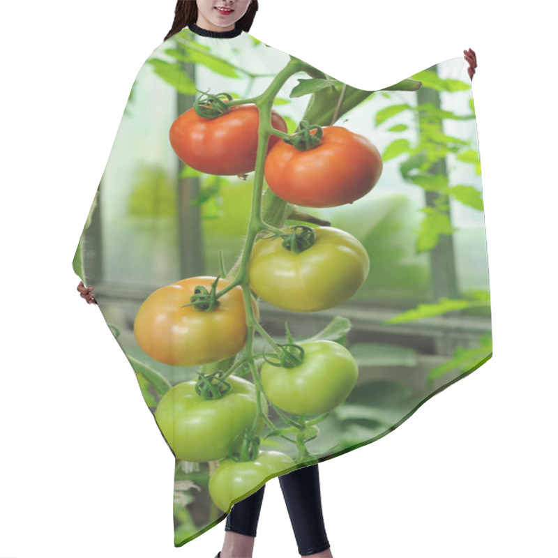 Personality  Branch Of Red Ripe And Green Unripe Tomatoes Hair Cutting Cape