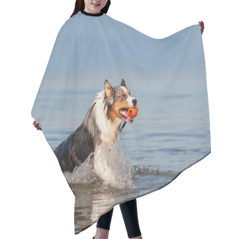 Personality  Dog, Australian Shepherd Retrieving Ball From Water At A Lake Or Sea In Sunshine And Blue Sky Hair Cutting Cape