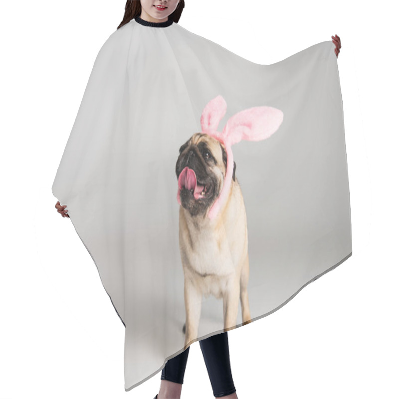 Personality  Purebred Pug Dog In Pink Headband With Bunny Ears Standing On Grey Background  Hair Cutting Cape