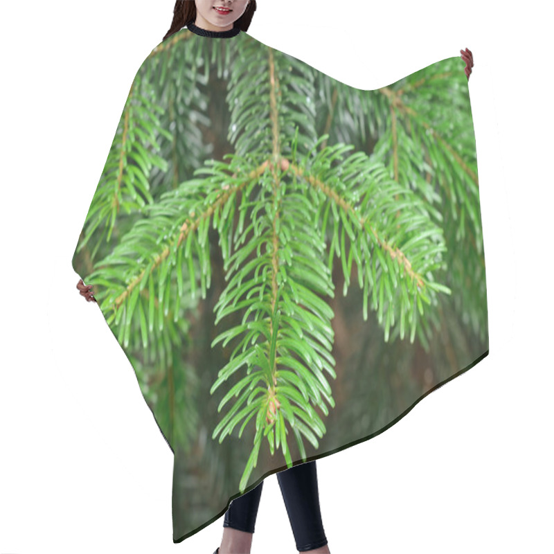 Personality  Green Pine Branch In Spring Hair Cutting Cape