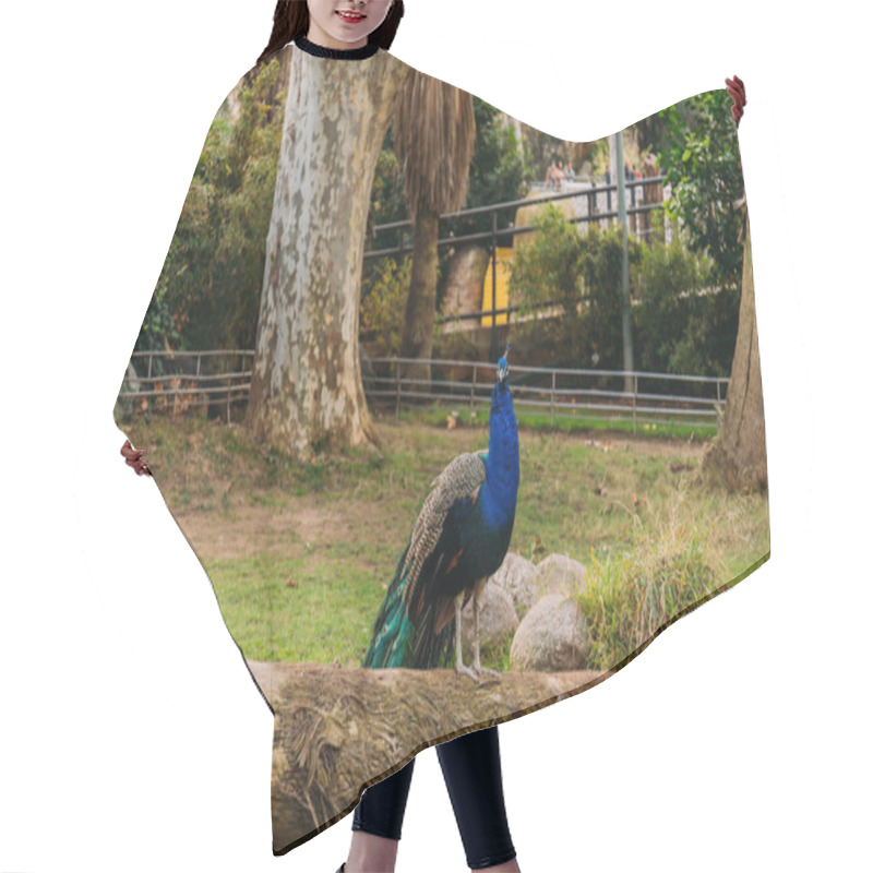 Personality  Beautiful Peacock On Tree Trunk In Zoological Park, Barcelona, Spain Hair Cutting Cape