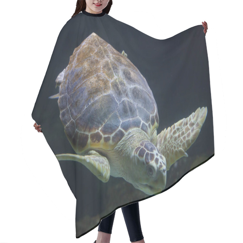 Personality  Loggerhead Sea Turtle (Caretta Caretta) Hair Cutting Cape