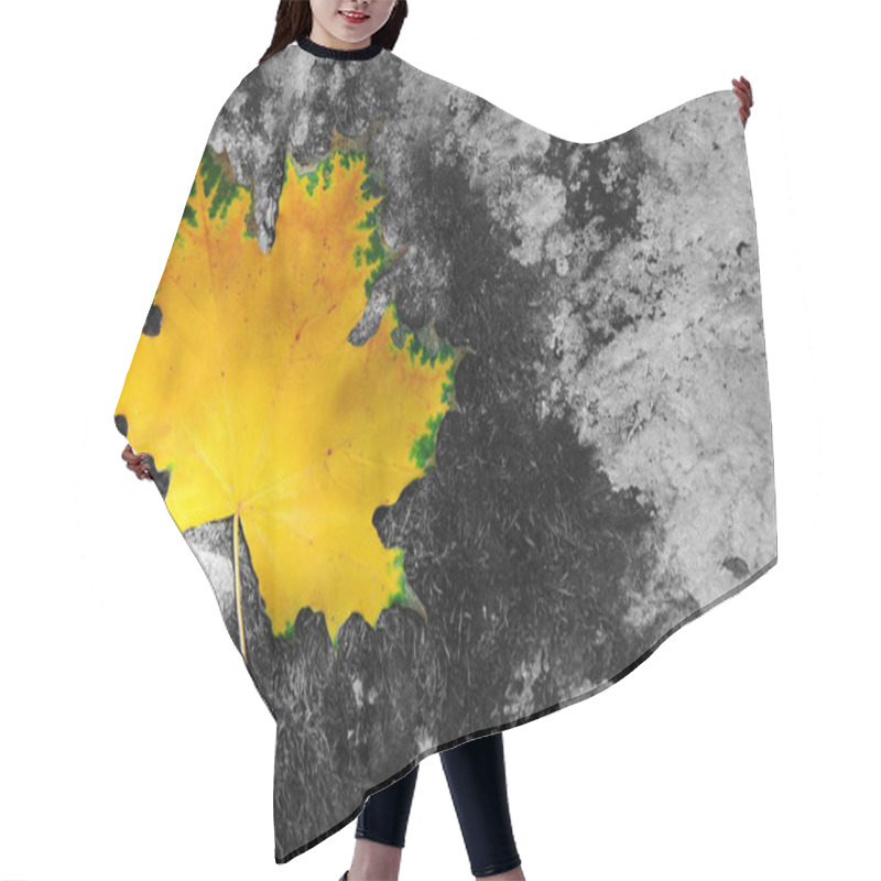 Personality  Yellow Autumn Maple Leaf Isolated On A Gray Background. Hair Cutting Cape