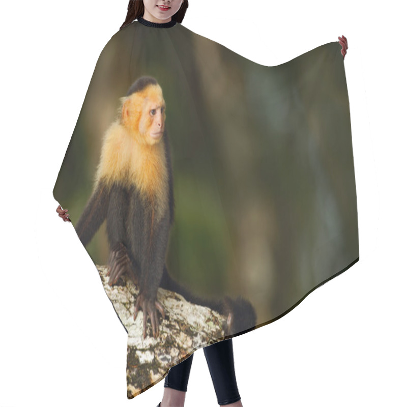 Personality  Capuchin Monkey Sitting On The Tree Branch Hair Cutting Cape