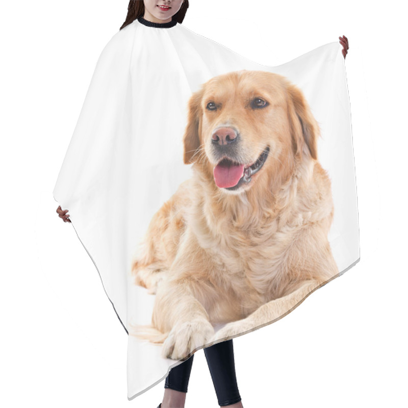 Personality  Golden Retriever Hair Cutting Cape