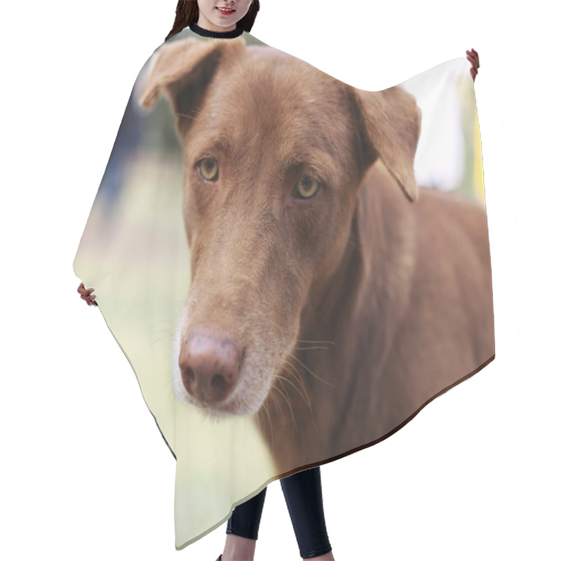 Personality  Red Dog Hair Cutting Cape