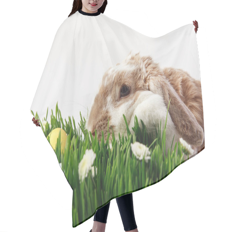 Personality  Rabbit And Grass Stemes With Painted Eggs, Easter Concept Hair Cutting Cape