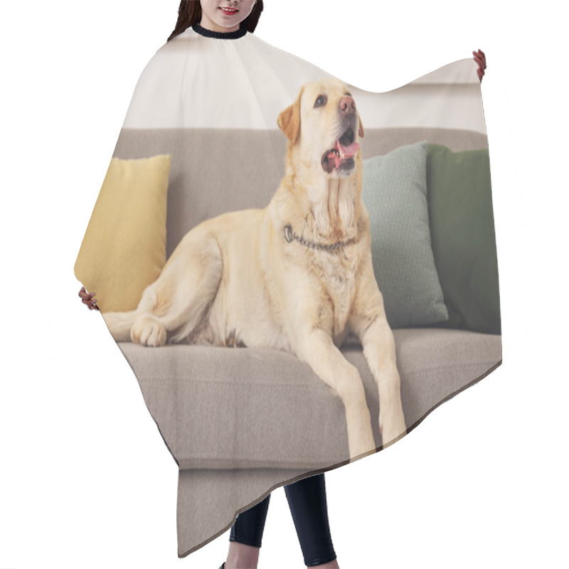 Personality  Cute Labrador Dog Lying On Sofa At Home Hair Cutting Cape