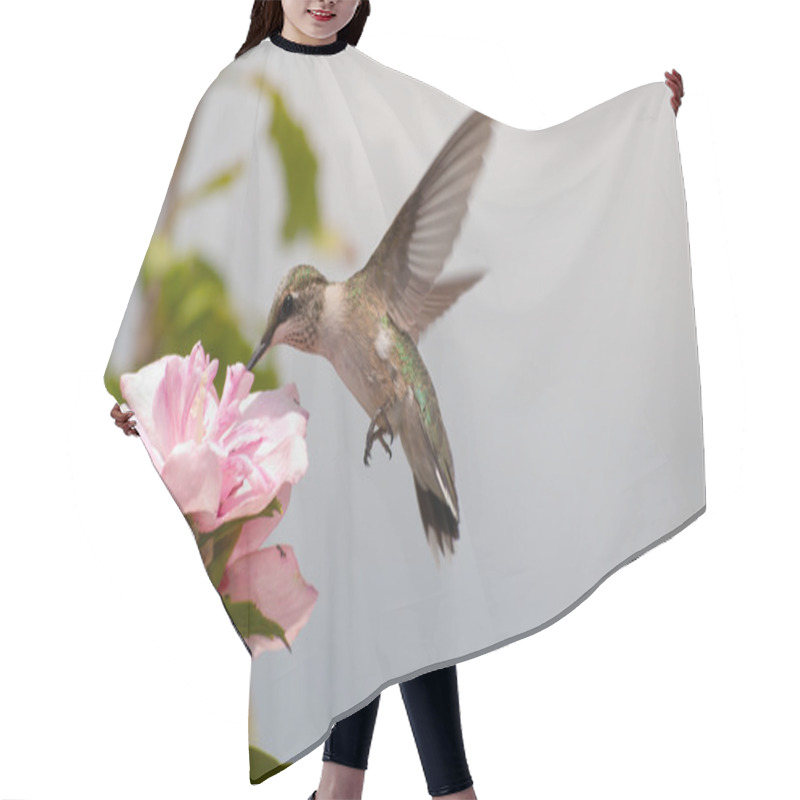 Personality  Young Hummingbird Feeding On A Light Pink Hibiscus Blossom Hair Cutting Cape