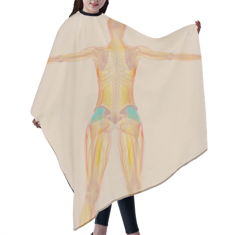 Personality  Female Fascia Lata Anatomy Model Hair Cutting Cape