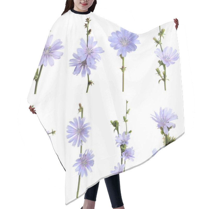 Personality  Beautiful Tender Chicory Flowers On White Background, Collage Hair Cutting Cape