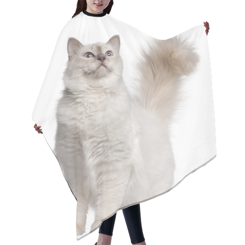 Personality  Birman Cat, 11 Months Old, Standing In Front Of White Background Hair Cutting Cape