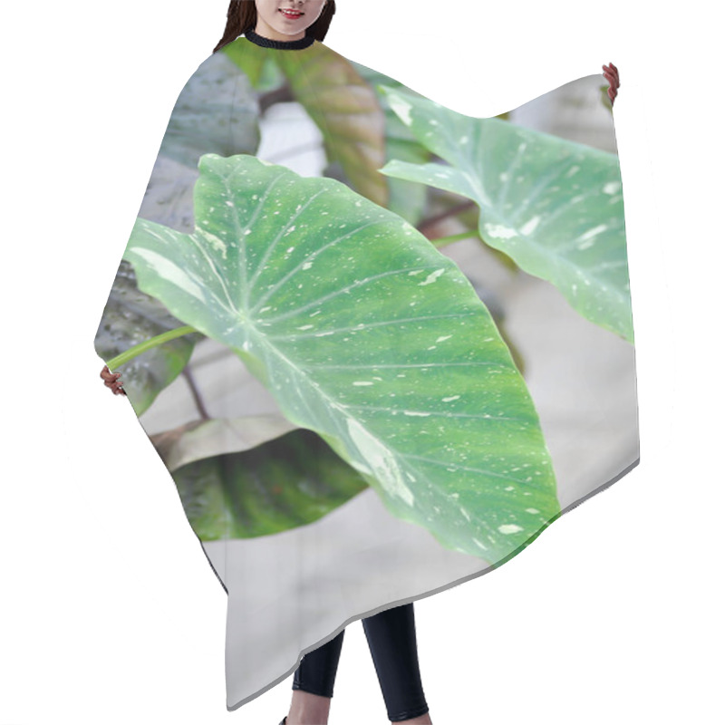 Personality  Colocasia White Lava Or Colocasia Hair Cutting Cape