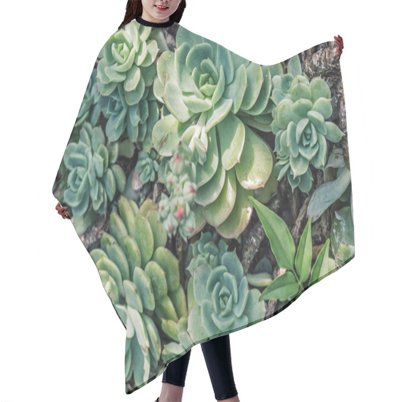 Personality  Beautiful Succulent Plants, Close Up Hair Cutting Cape