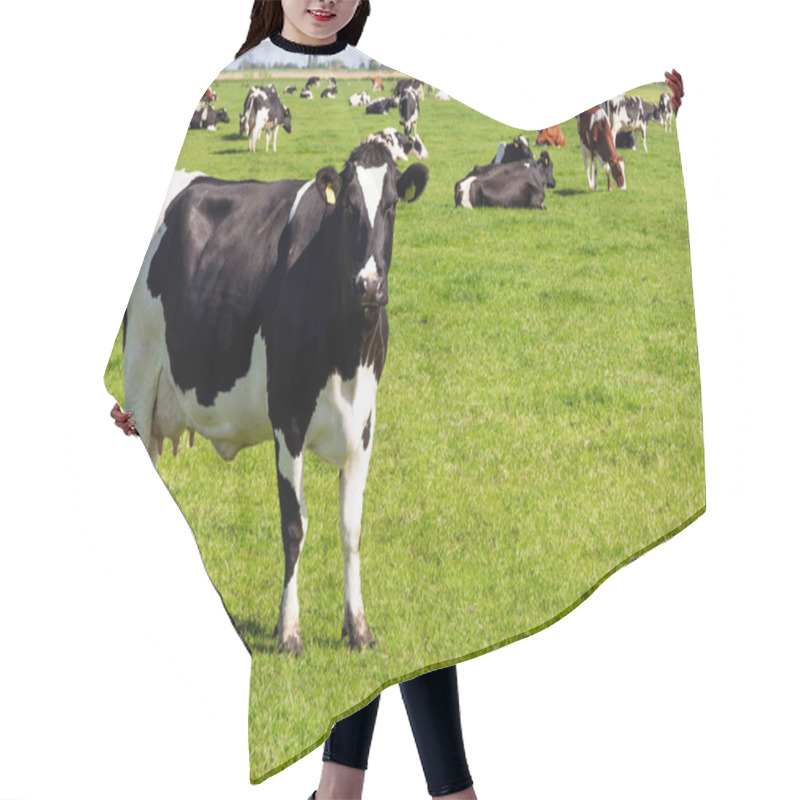 Personality  Black And White Holstein Friesian Cattle Cows Grazing On Farmland. Hair Cutting Cape