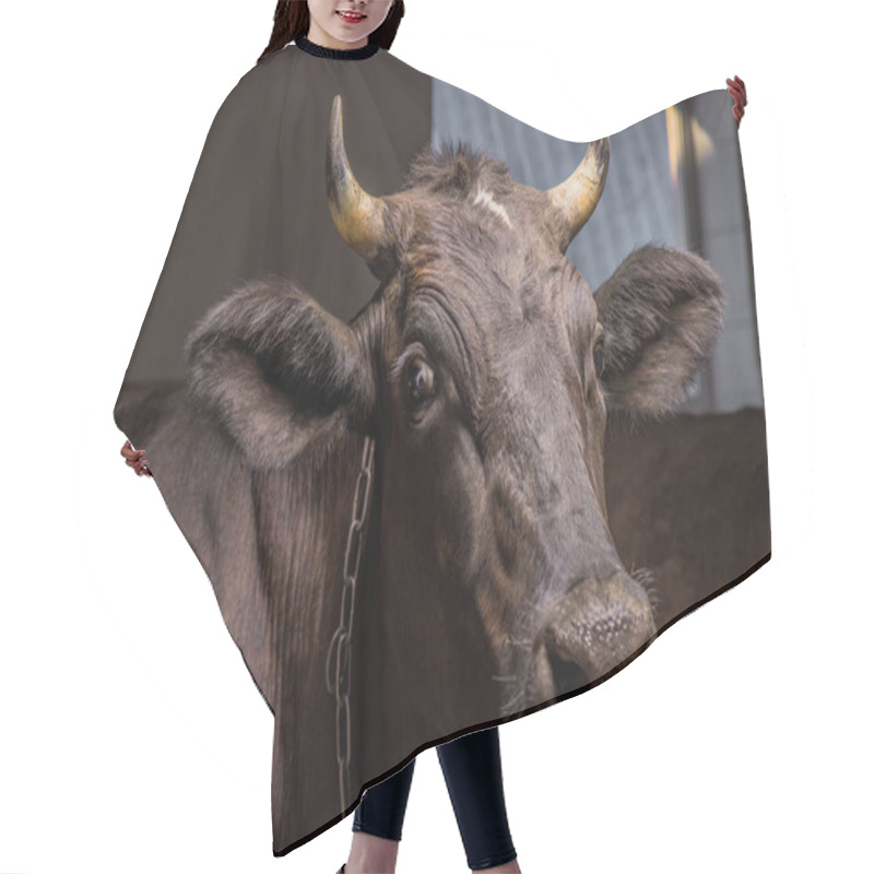 Personality  Brown Cow In Stall Hair Cutting Cape