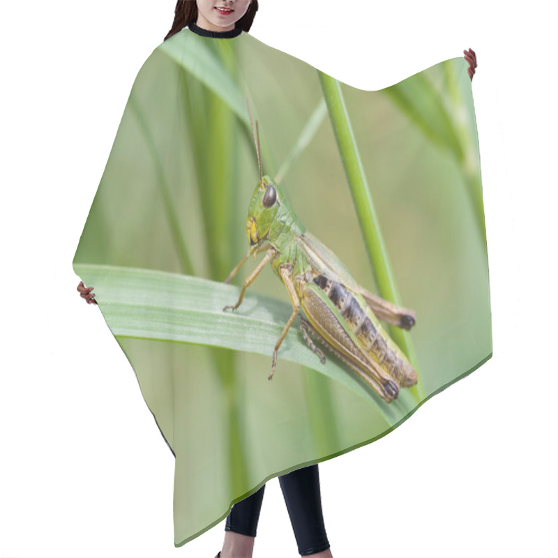 Personality  Meadow Grasshopper (Chorthippus Parallelus) Hair Cutting Cape