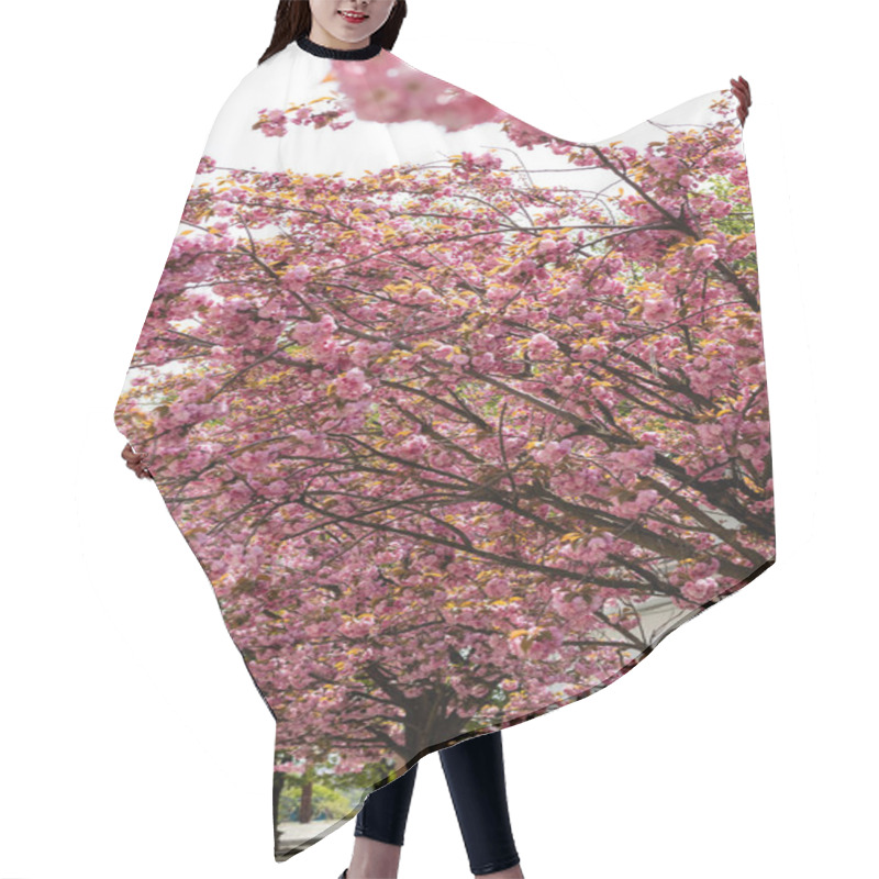 Personality  Blooming And Pink Japanese Cherry Trees In Park Hair Cutting Cape