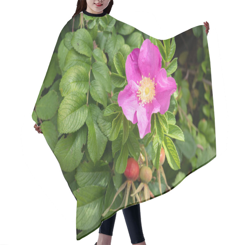 Personality  Rosa Rugosa Flower. Pink Rose On Outdoor Hair Cutting Cape