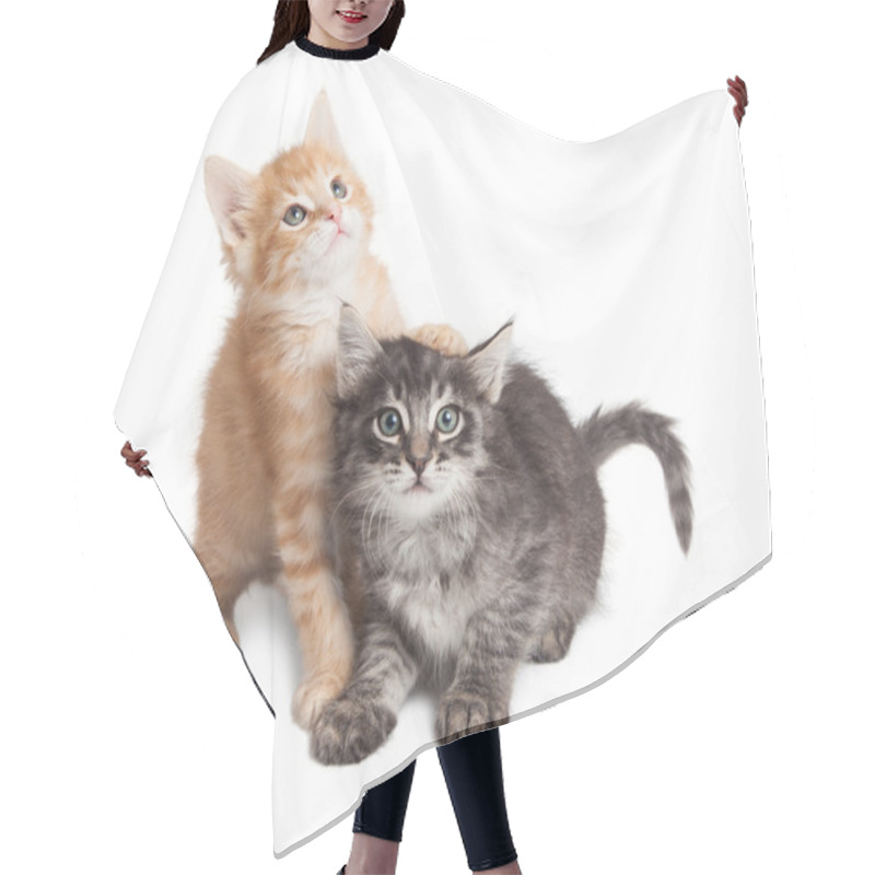 Personality  Adorable Playful Kittens  Hair Cutting Cape