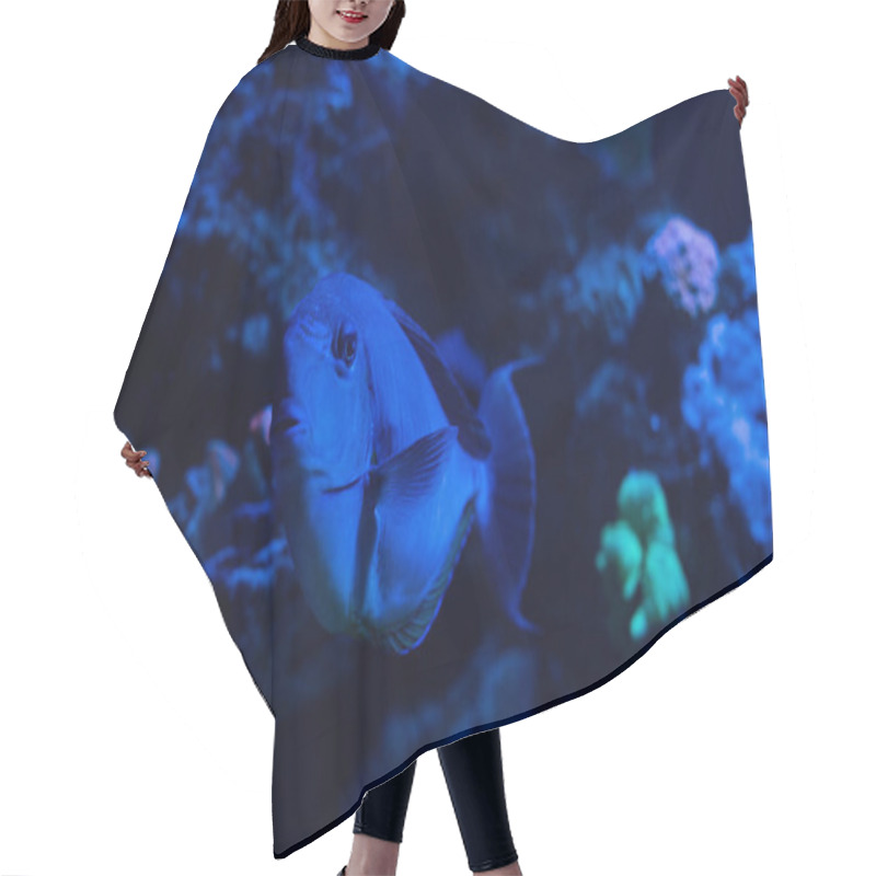 Personality  Fish Swimming Under Water In Aquarium With Blue Lighting Hair Cutting Cape