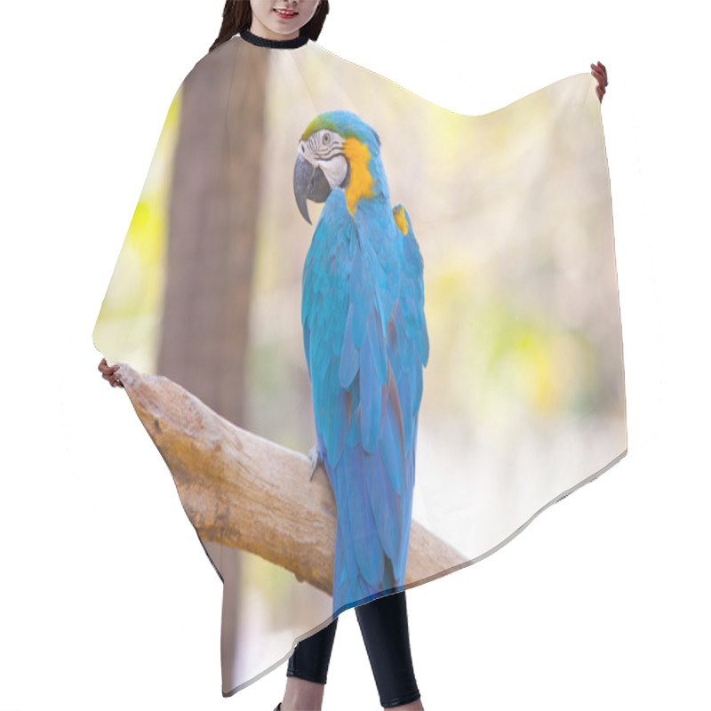 Personality  Beautiful Scarlet Macaw Hair Cutting Cape