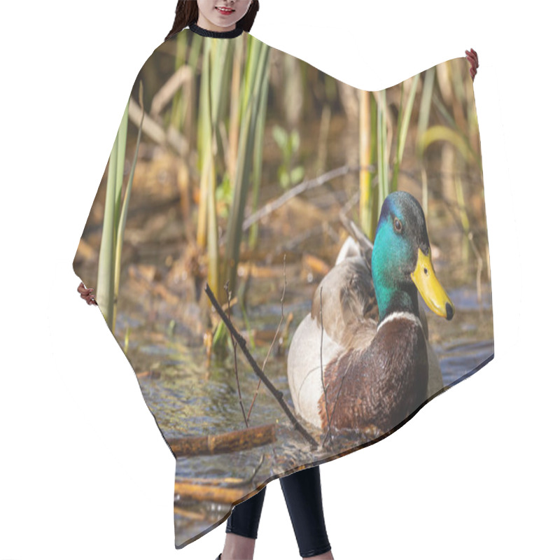 Personality  Male Mallard Duck (Anas Platyrhynchos) Swimming In The Lake On The Edge Of The Reeds Hair Cutting Cape