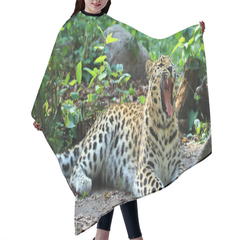 Personality  Amur Leopard Hair Cutting Cape