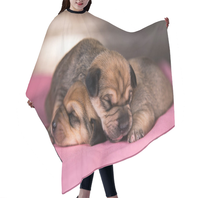 Personality  Beautiful Little Dogs Sleeps On A Pink Blanket Hair Cutting Cape