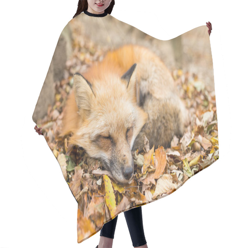 Personality  Red Fox Sleeping Hair Cutting Cape