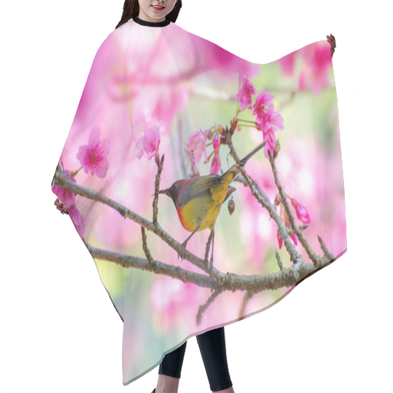 Personality  Red Bird Blue Background Perched On The Branches Sakura Hair Cutting Cape