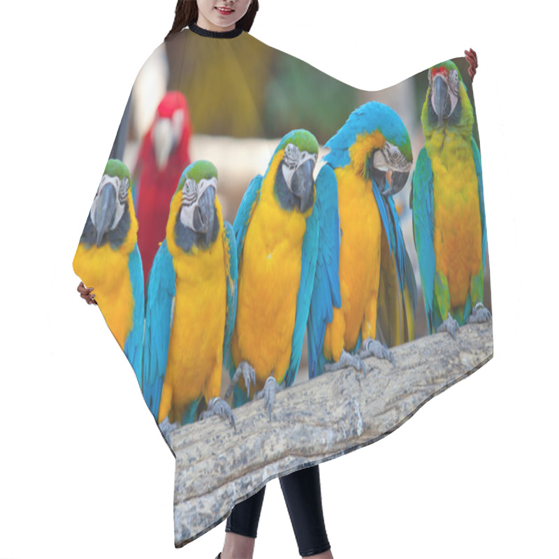 Personality  Scarlet Macaws Hair Cutting Cape