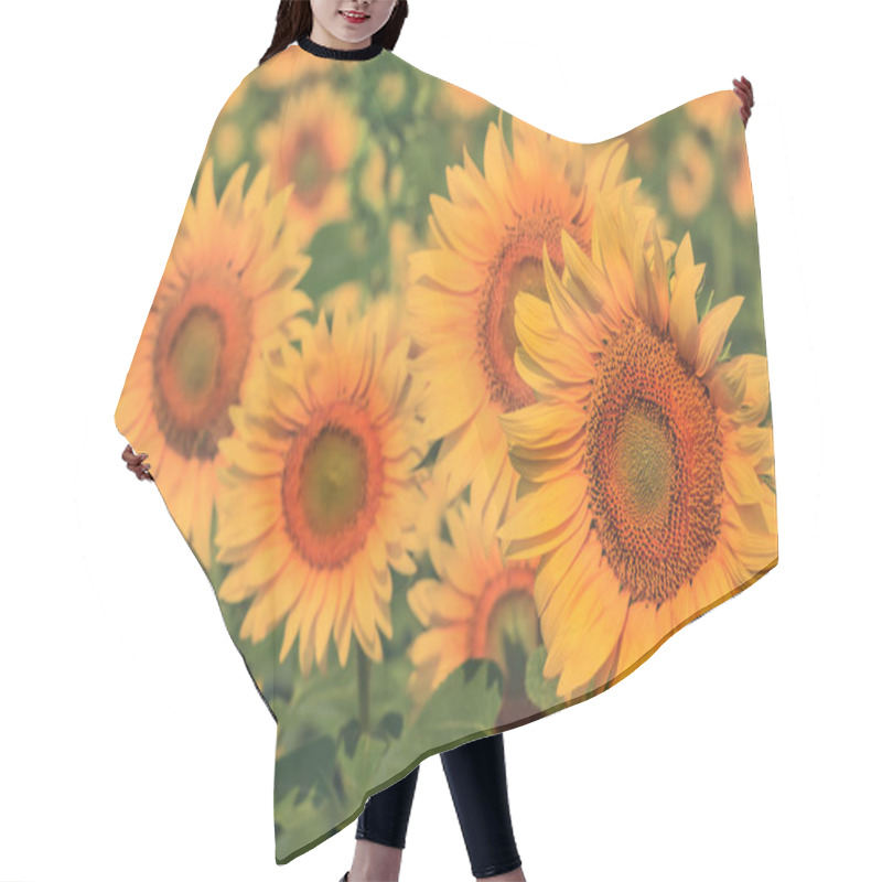 Personality  Closeup Golden Sunflower Field, Agricultural Outdoor Scene Hair Cutting Cape