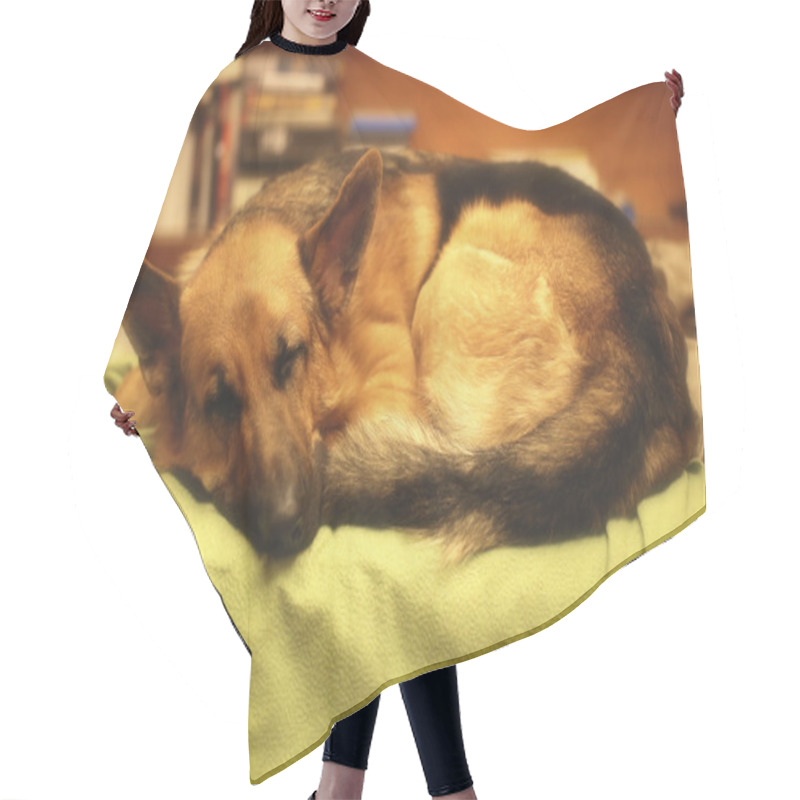 Personality  German Shepherd Sleeping Hair Cutting Cape