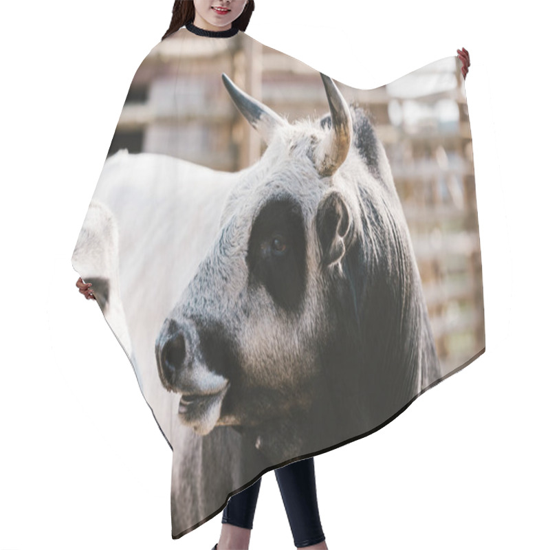 Personality  Close Up View Of Domesticated Bull At Zoo Hair Cutting Cape