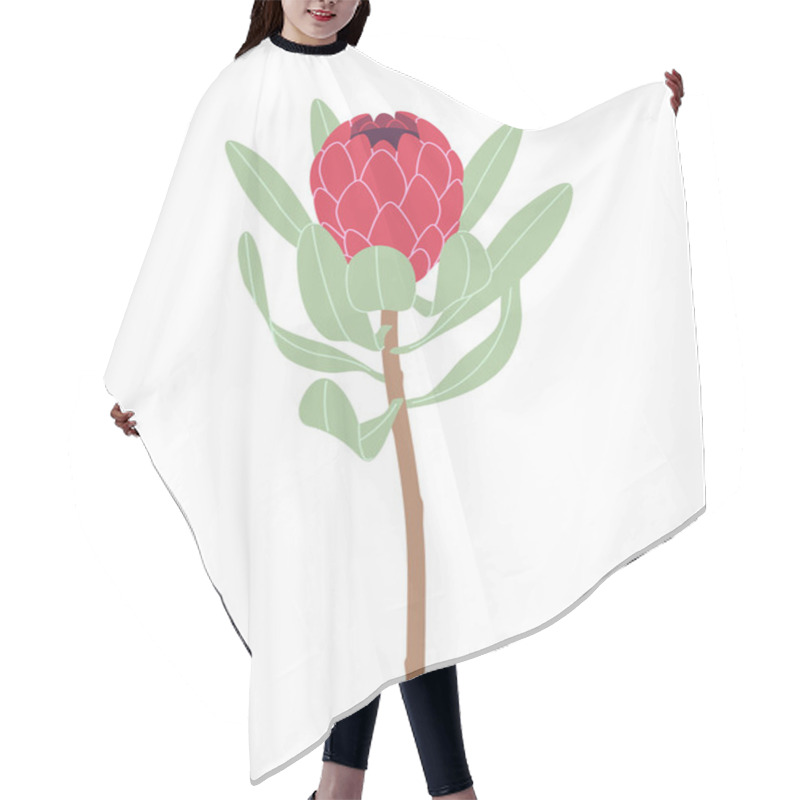 Personality  Simple Red Protea Isolated On White Background. Big Flower Head And Green Leaves On High Stem. Botanical Floral Element Vector Flat Illustration.  Hair Cutting Cape