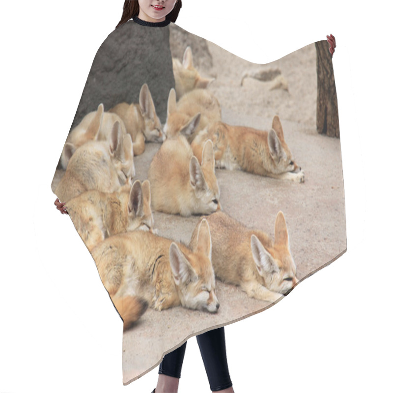 Personality  Sleeping Fennec Foxes Hair Cutting Cape