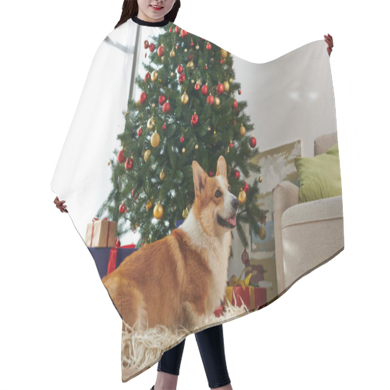 Personality  Adorable Corgi Dog Sitting On Fluffy And Soft Carpet And Looking Up Near Decorated Christmas Tree Hair Cutting Cape