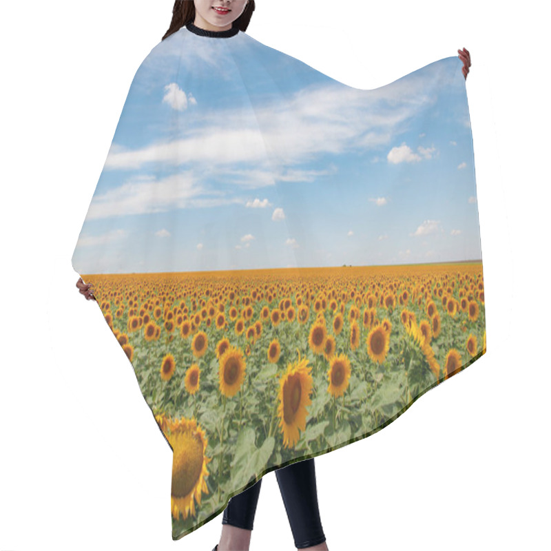 Personality  Farmland Landscape Of Countryside In Ukraine. Bright Yellow Common Sunflower Field With White Clouds Above Horizon. Panoramic View Of Rural Land With Blooming Flowers. Ukrainian Rural Landscape. Agricultural Field Of Annuus Helianthus Sunflowers Hair Cutting Cape